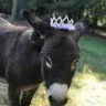 DonkeyKing